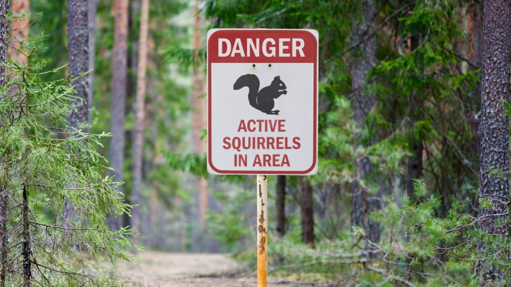 National Park Service Releases Detailed Guide On What Visitors Should Do Upon Encountering Squirrel