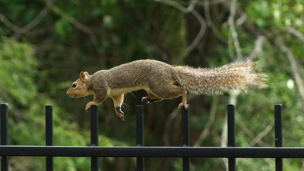 Study Finds Average Squirrel Lives Through Human Equivalent Of 7 Action Films Every Day