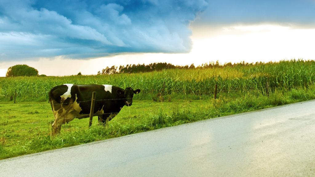 Child Pointing Out Cow On Side Of Road Must Think Parents Don’t Have Fucking Eyes