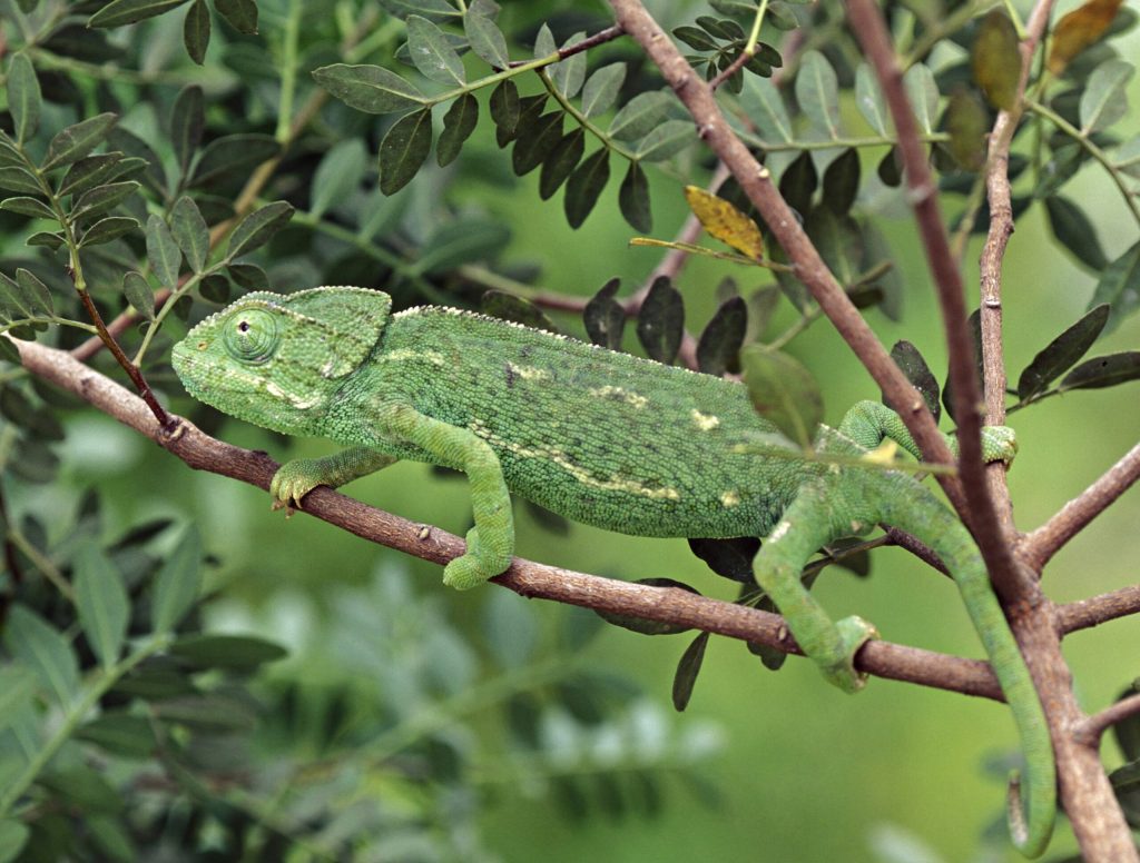 Chameleon Wishes Environment Would Occasionally Adapt To Him