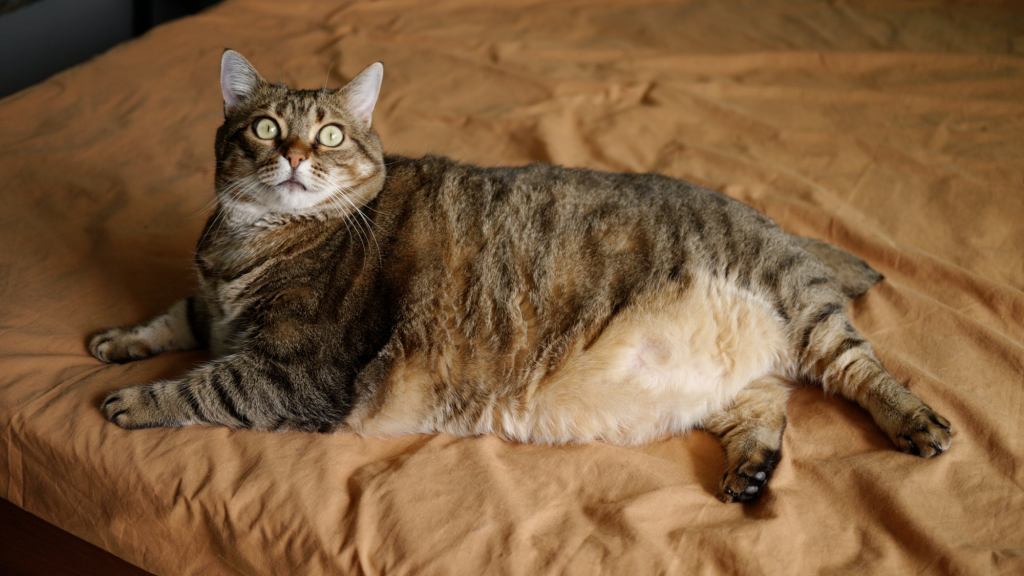 Internet Cat Has Girth That One Might Say Is Unusual Among His Species