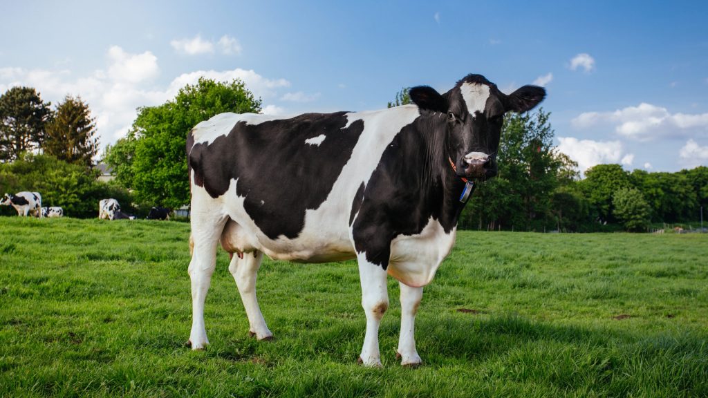 Greatest Genius In Cow History Killed, Eaten