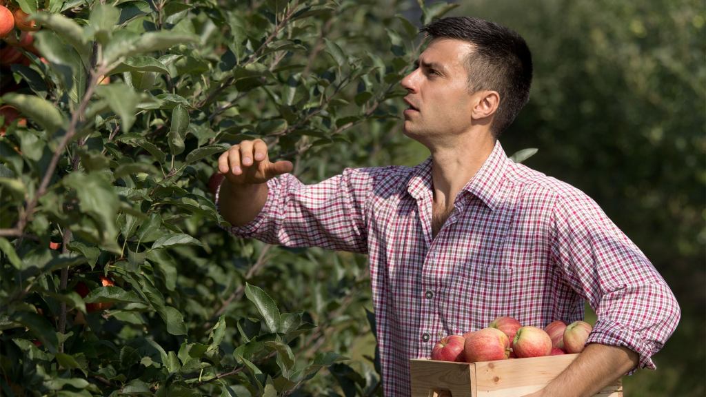 Dumbass Apple Picker Goes For Overripe McIntosh Red When Pink Lady Cleary Best Option Given The Topography, Time Of Harvest