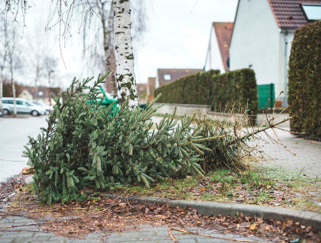 Pine Tree Lying On Curb Struggling To Understand Own Life Cycle