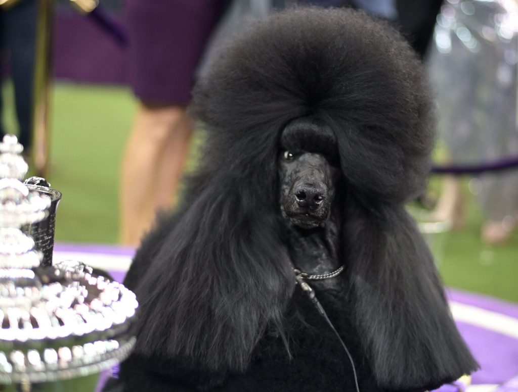 Best In Show Poodle Tearfully Advocates For Joaquin Phoenix Rights During Speech At Westminster Dog Show