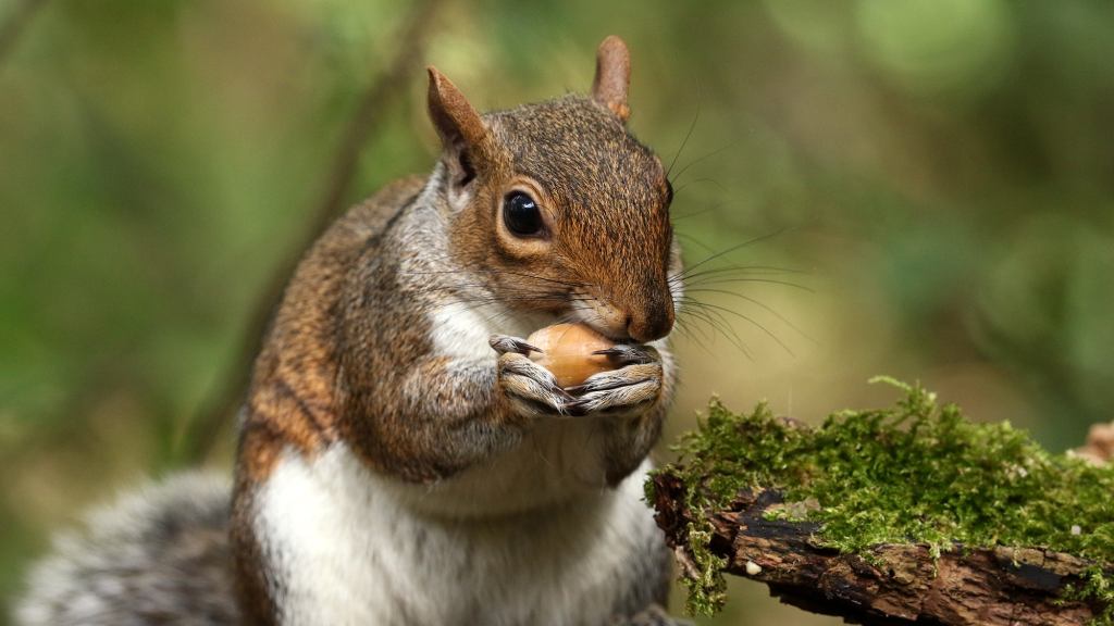 Idiotic Squirrel With Acorn Runs Away From Man As If He Doesn’t Get To Eat All The Nuts He Wants