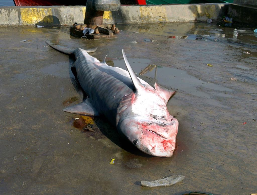 Thai Fishermen Find Iowa Caucus Results In Stomach of Tiger Shark