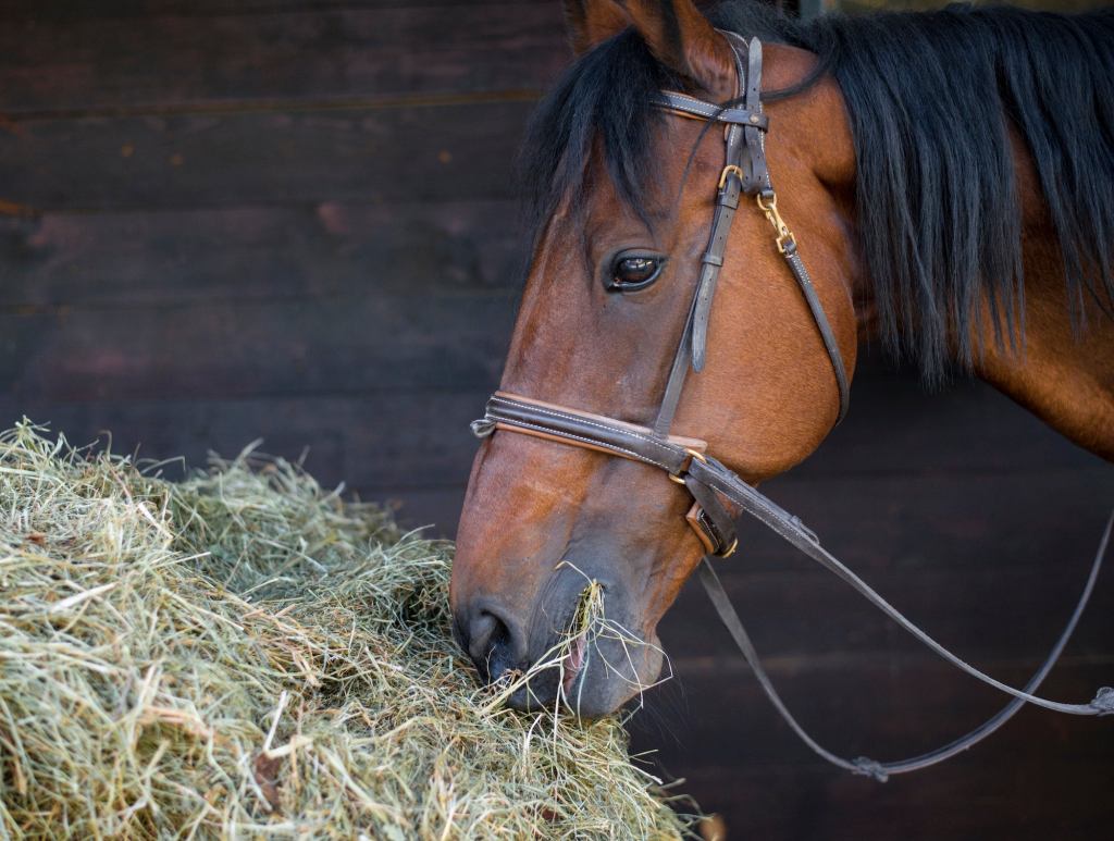 Horse Probably Only Vegetarian For Attention