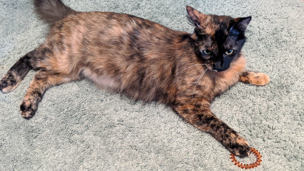 Woman Annoyed Cat Would Rather Play With Hair Tie Than Expensive Gaming Console She Bought It