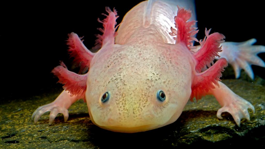 Report: Probably Best Not To Even Think About Crazy Virus Currently Brewing Inside Axolotl