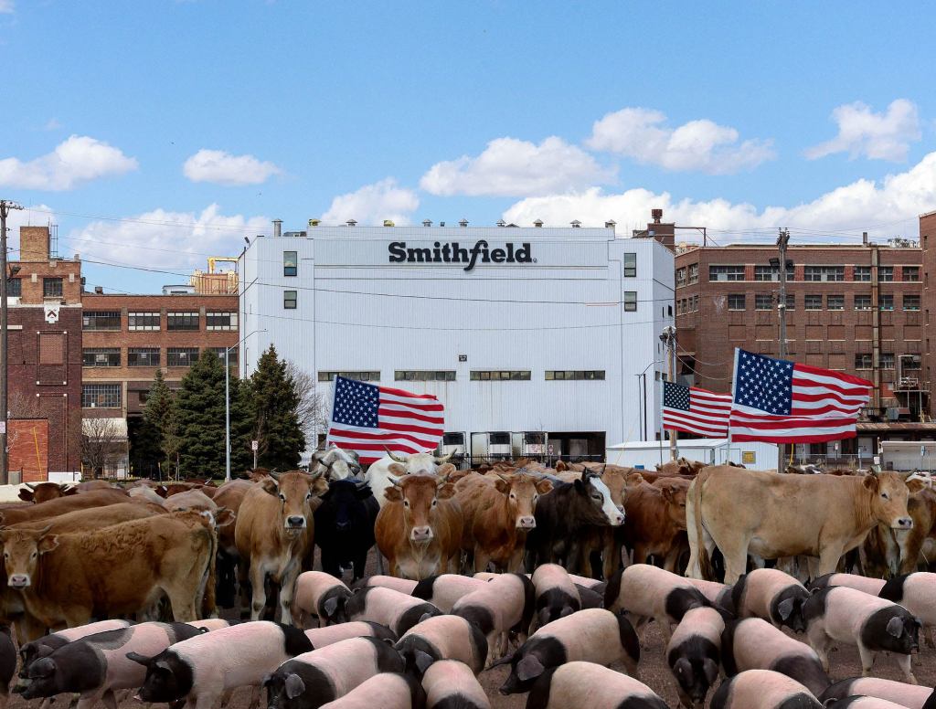 Thousands Of Pigs, Cattle Across Nation Stage Walkout Strike Following Trump’s Demands To Keep Meat Plants Open