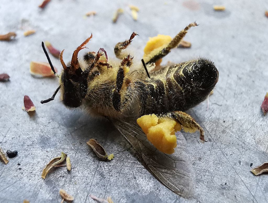 Indomitable Honey Bee Stings Itself Rather Than Fall To Asian Hornet