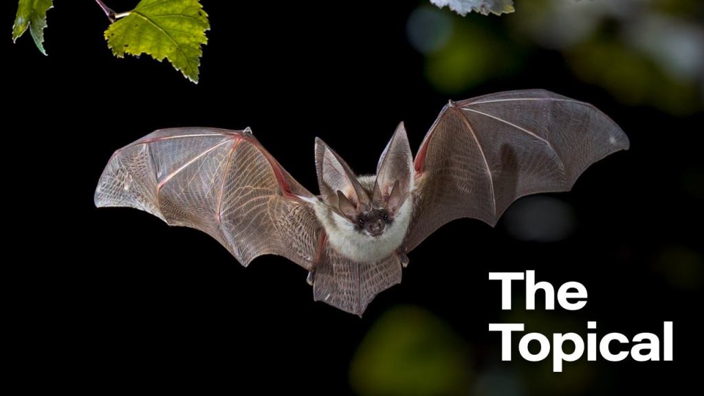 Health Experts Say Coronavirus Originated In Promiscuous Bat Who Slept Around A Lot