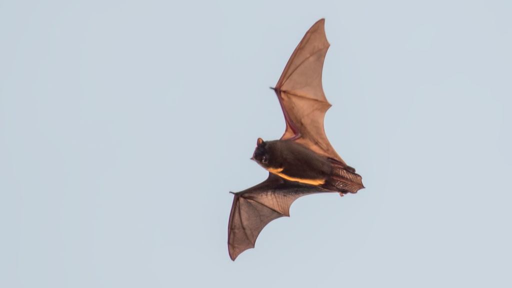 Disgusting Bigotry: The Media Is Only Blaming This Bat For Coronavirus Because He’s A Gamer