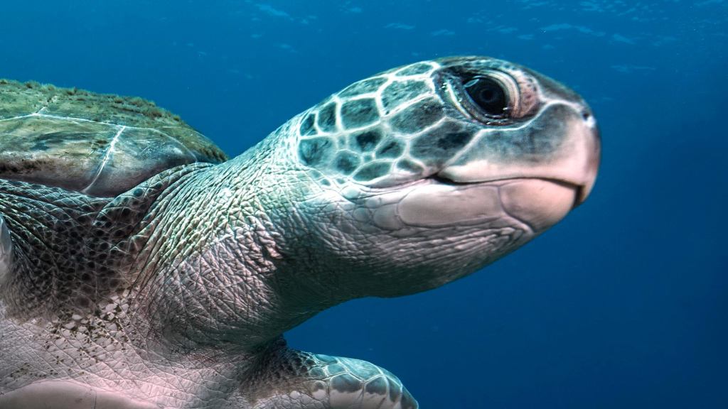 10 Morally Reprehensible Turtles Who Deserved To Get Their Heads Stuck In Plastic Rings