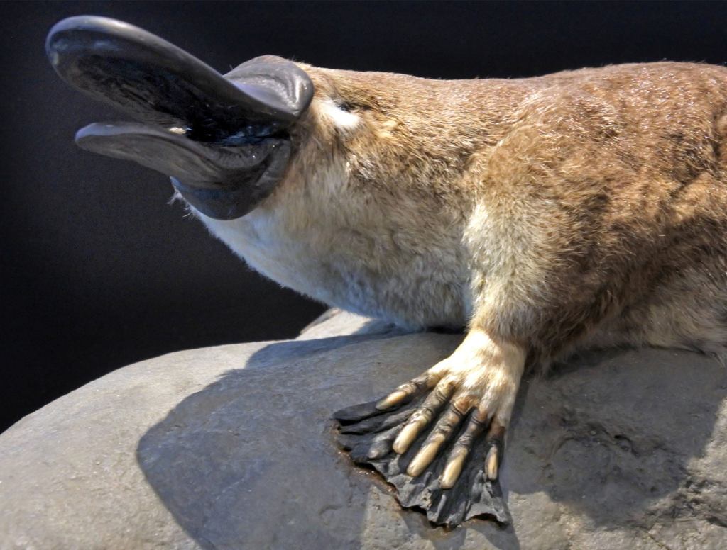 Yeah, Well, Duck-Billed Platypus Thinks You Look Like Weird Little Freak Too