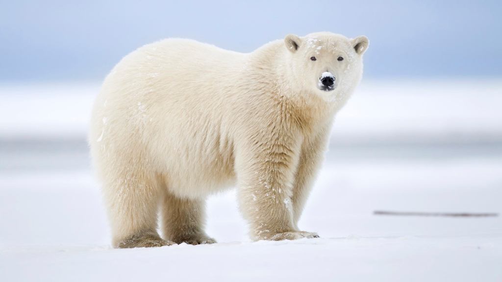 Heartbreaking Photos Of Polar Bears Who Will Die Before The Next ‘Metroid Prime’ If Nintendo Doesn’t Get Their Shit Together