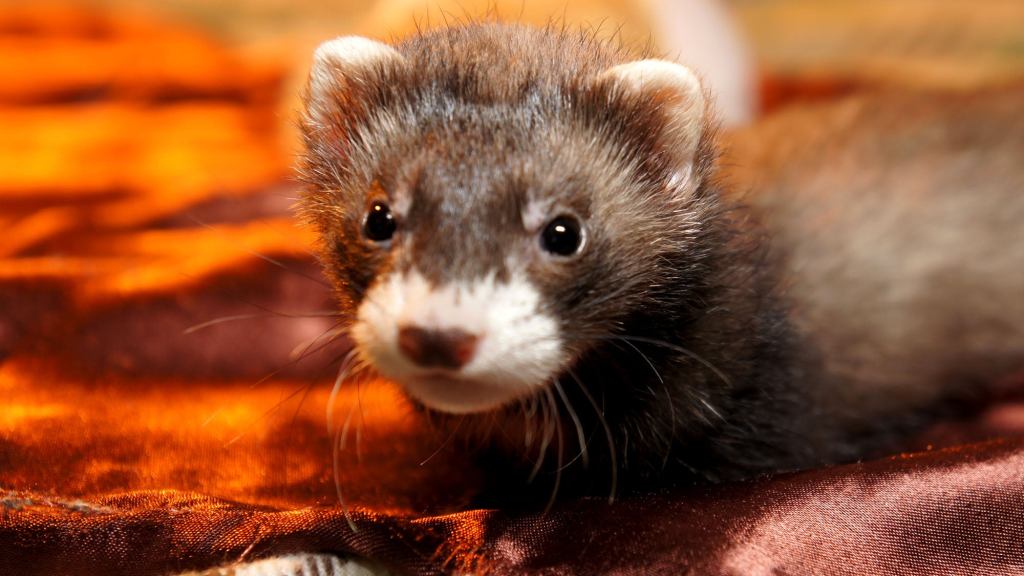 Americans React With Indifference After First Case Of Coronavirus Spreading To Pet Ferret