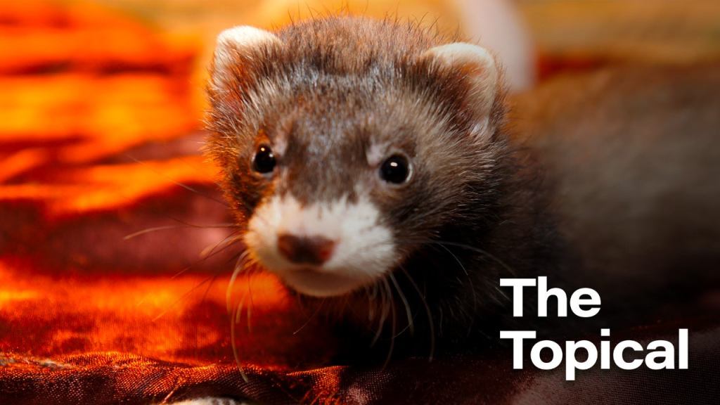 Americans React With Indifference After First Case Of Coronavirus Spreading To Pet Ferret