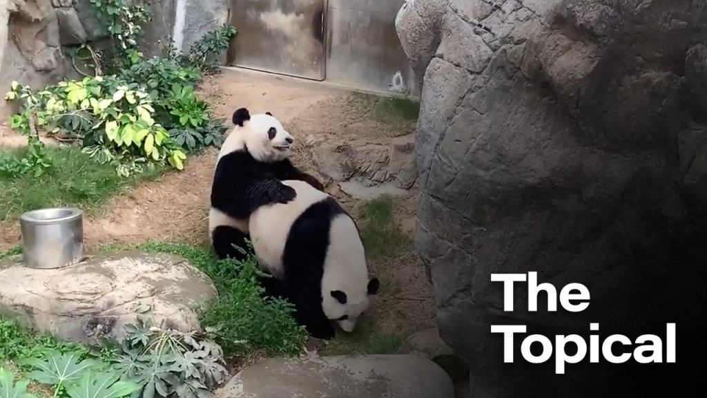 Giant Pandas Finally Mate After Being Married In Catholic Ceremony