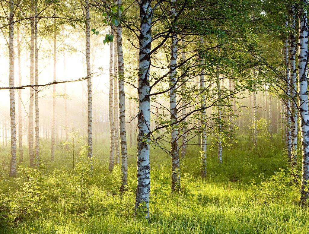 Birch Tree Pictures Nude 4,000-Year-Old Bristlecone Pine To Delay Pollen Release