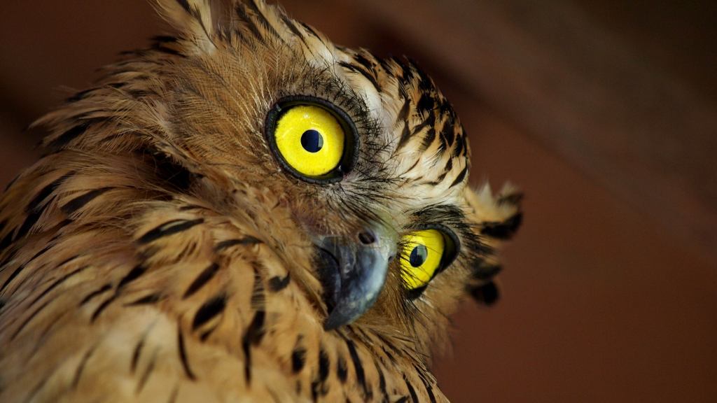 Ornithologists Attribute Owls’ Nocturnal Lifestyle To Hard Cocaine Habit