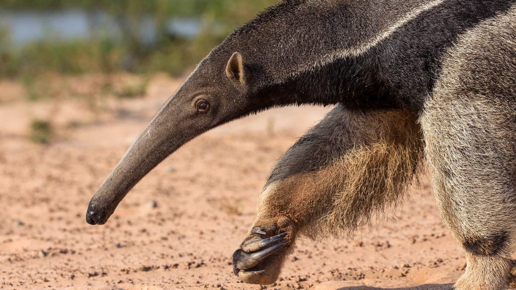 Anteater ‌Knows‌ ‌It‌’s Stereotypical‌ ‌But‌ ‌Can’t‌ ‌Help‌ ‌But‌ ‌Love‌ Ants‌