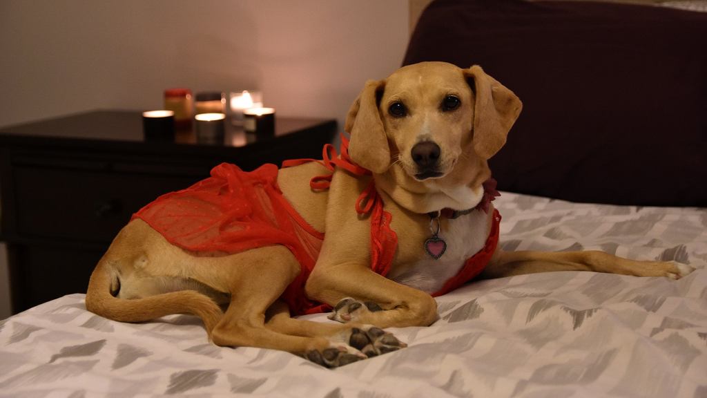 Woman Surprises Husband Returning From Long Day Of Work By Dressing Dog Up All Sexy