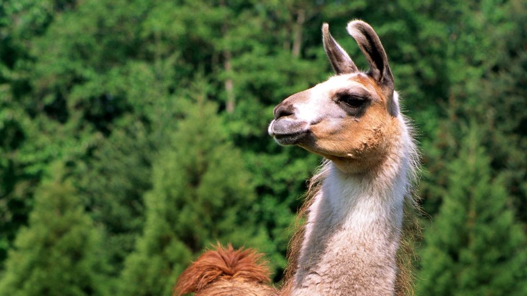 Report: Seeing Llama Would Be Fun Change Of Pace