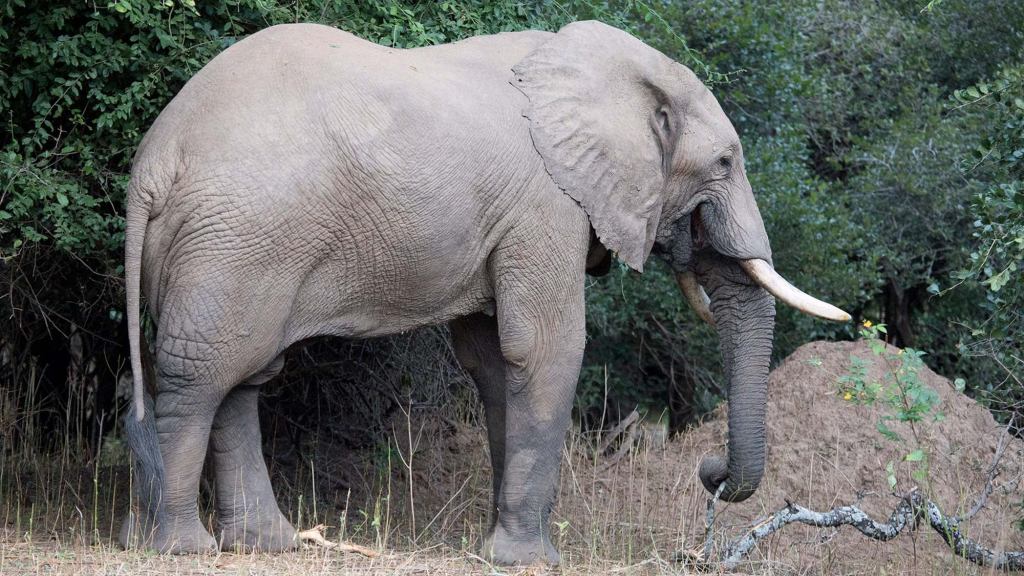 Elephant Can’t Believe Poachers So Obsessed With Its Tusks When It Has Such A Nice Ass