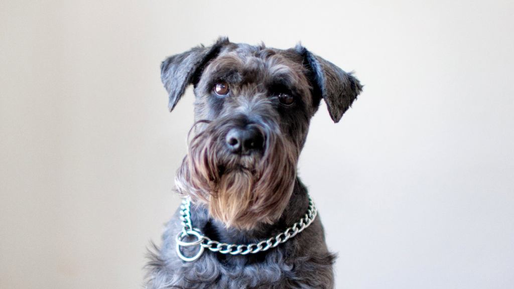 Dog Hopes He Doesn’t Get Stuck With Chatty Groomer Again