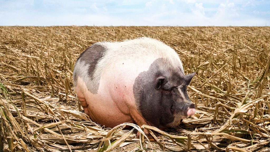 Iowa Crops Devastated After Big Fat Mama Hog Goes On Tear Through Cornfield