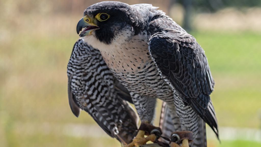 Falcon Sick Of Everyone Assuming He And Falconer Friends