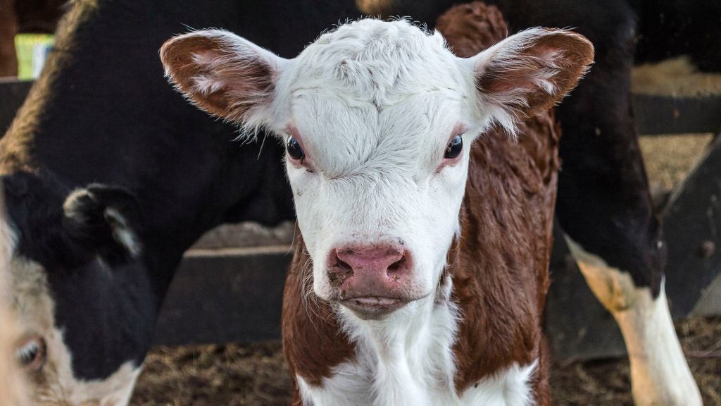 Calf Annoyed By Mother Always Giving Guilt Trip About How Vet Had To Stick Chain Up Vagina To Pull Her Out