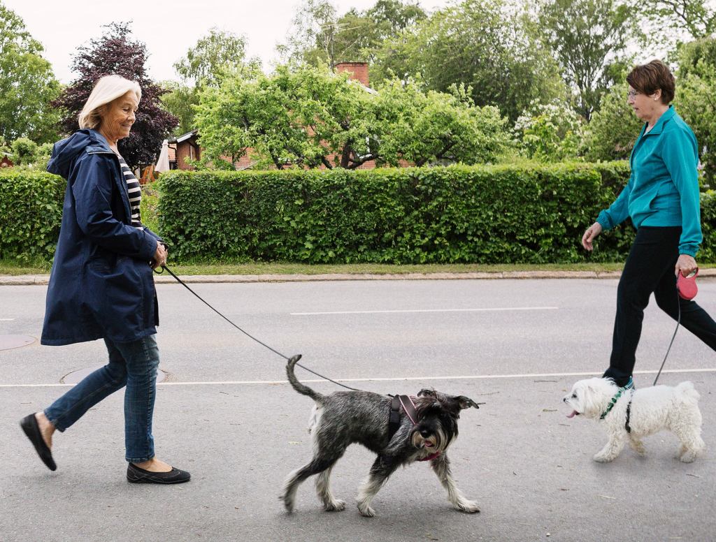 Cool Dog Doesn’t Give A Shit About Other Dog Passing Him On Sidewalk