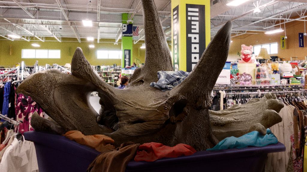 Paleontologists Unearth Rare, Mint-Condition Triceratops Skull In Goodwill Bin