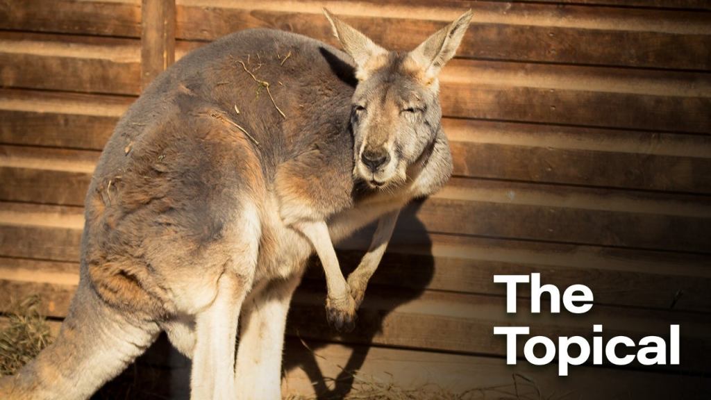 Report: Kangaroo At Petting Zoo Can’t Be Good