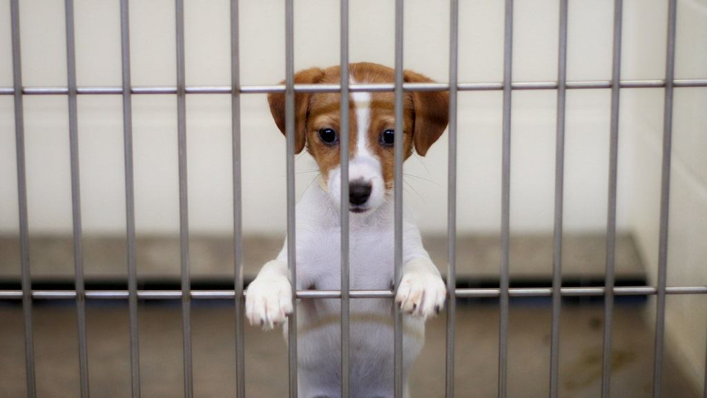 Woman Heartbroken For All Shelter Pets Who Will Be Put Down Without Ever Being Dressed Like A Ghostbuster