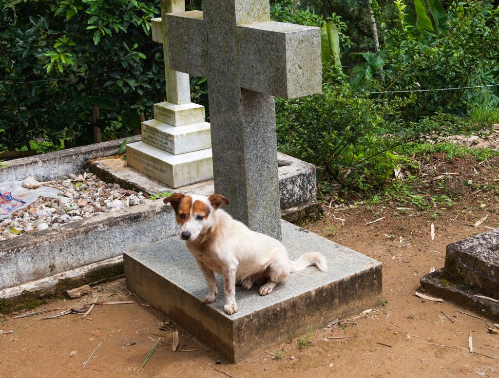 Pragmatic Dog Stands Watch On Owner’s Grave For 8 Hours Monday Through Friday