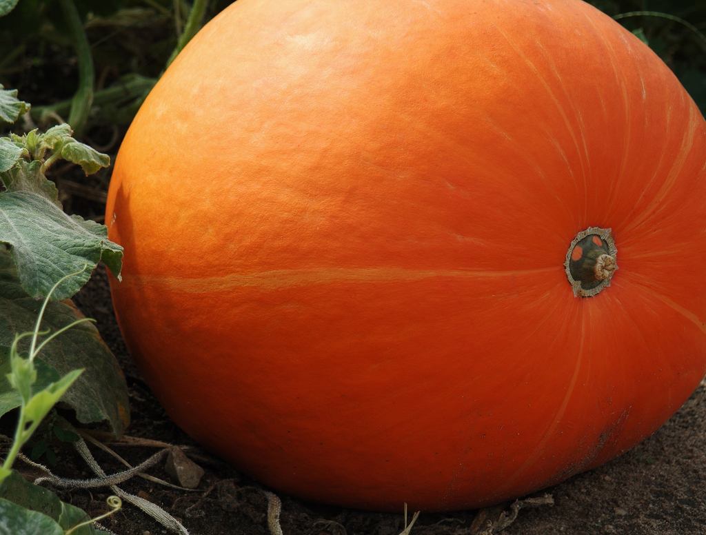 Pumpkin Spends Summer Getting Huge To Avoid Being Picked Last