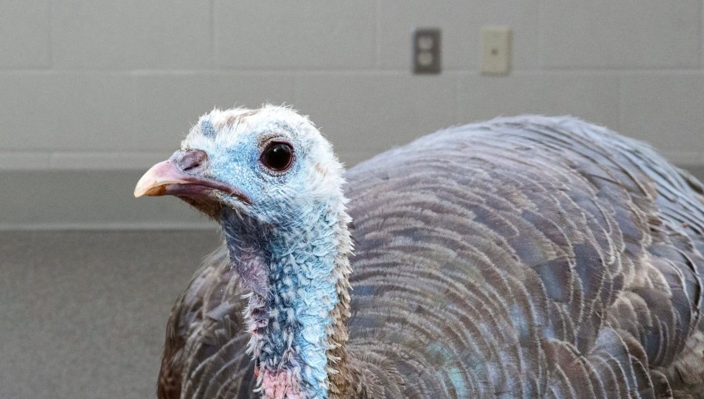 Humane Society Urges Americans To Opt For Shelter Turkey This Thanksgiving