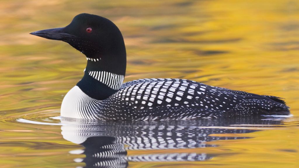 Gamers, We Pulled Some Strings And We’re Pleased To Announce That The Common Loon Is Now Officially The Gaming Bird