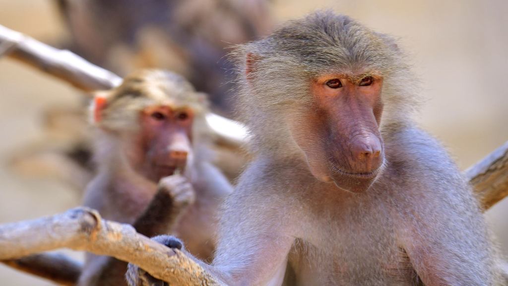 Baboon Couple Sues National Geographic For Distributing Private Sex Tape