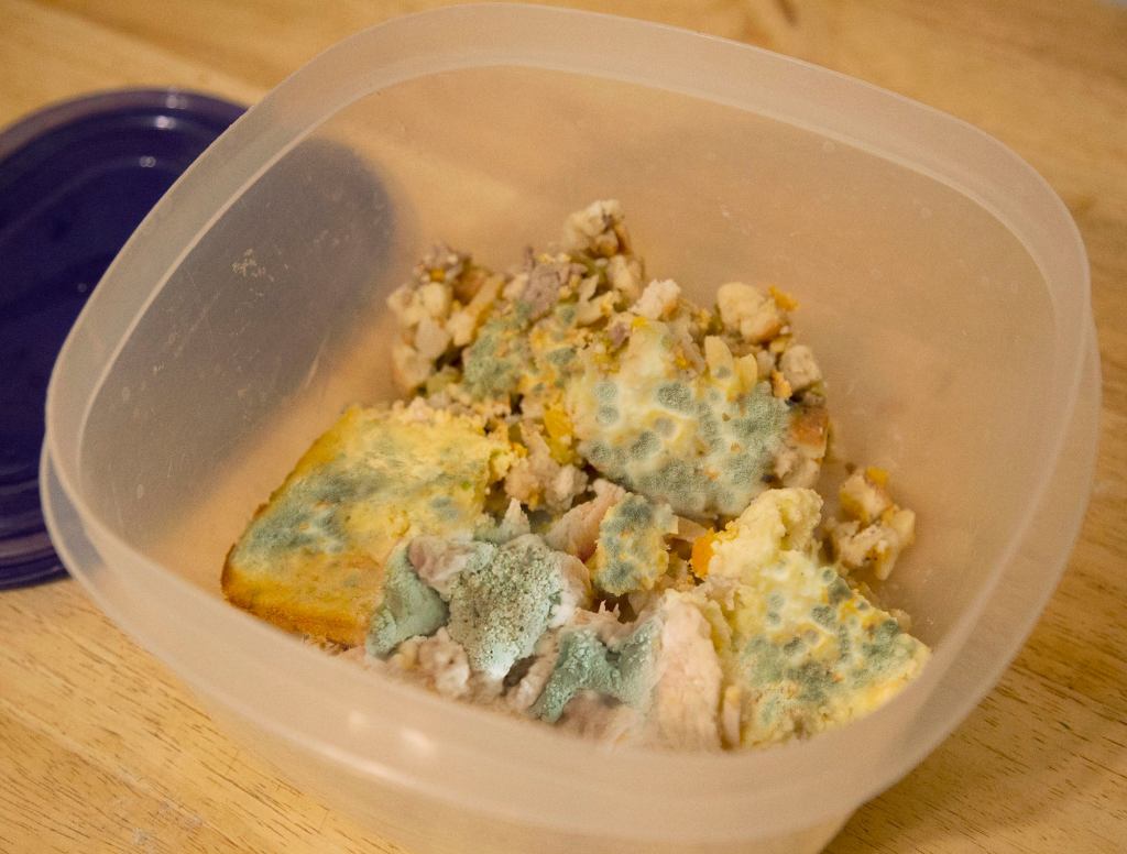 Mold Getting Tired Of Thanksgiving Leftovers