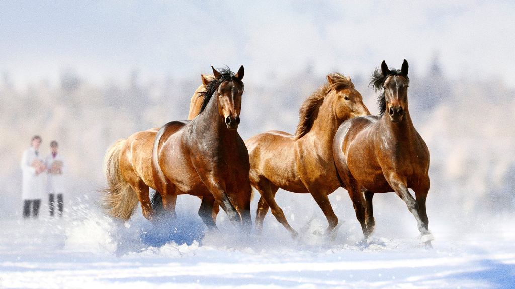 Researchers Suggest Wild Horses Don’t Have To Worry About Any Of This