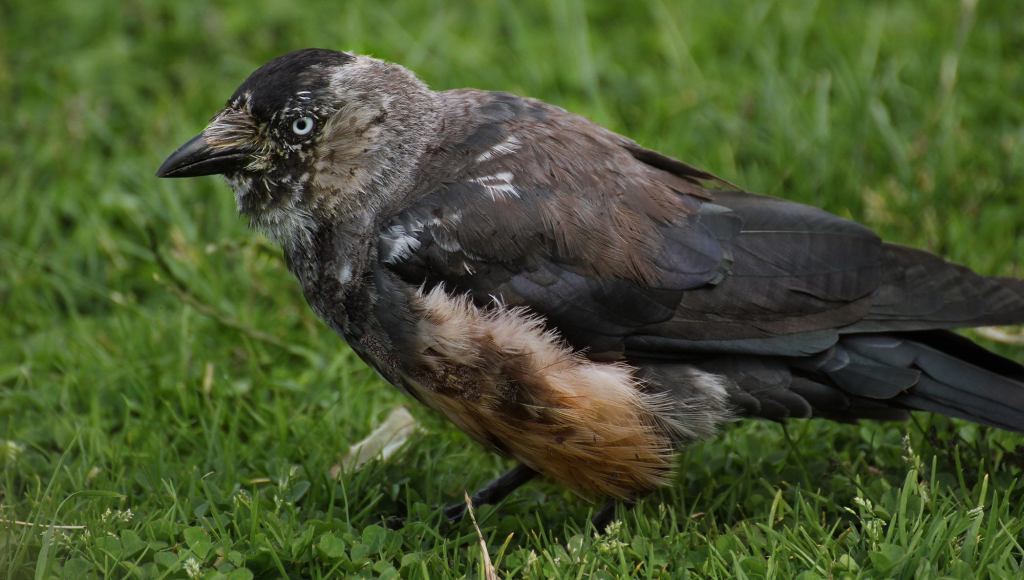 Scientists Warn Americans To Stay Away From That Bird