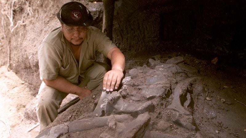 Paleontologists Determine Dinosaurs Were Killed By Someone They Trusted