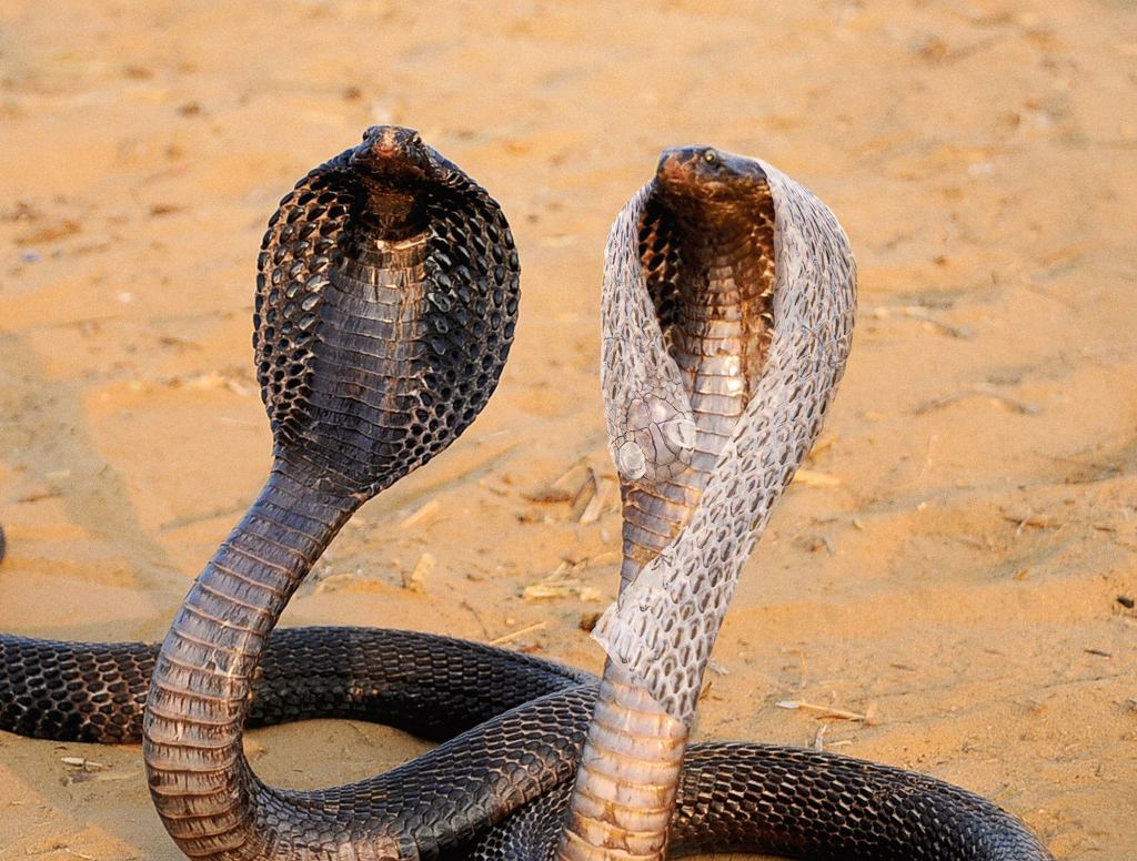 Chivalrous Snake Offers His Skin To Shivering Date