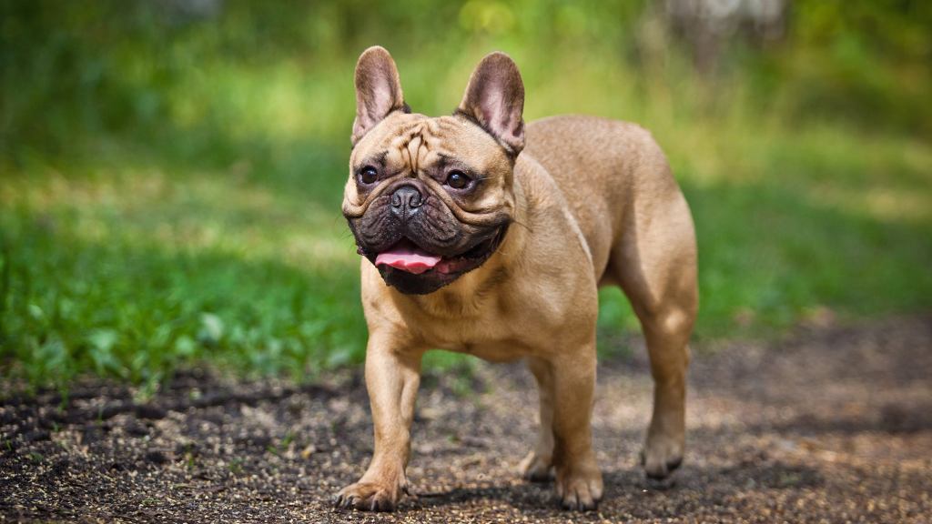 More States Expanding Hunting Season To Combat Rising French Bulldog Population