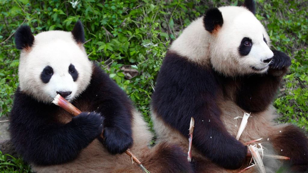 Zookeepers Confirm Pandas Not Mating Because They’re Scared Of Messing Up Friendship